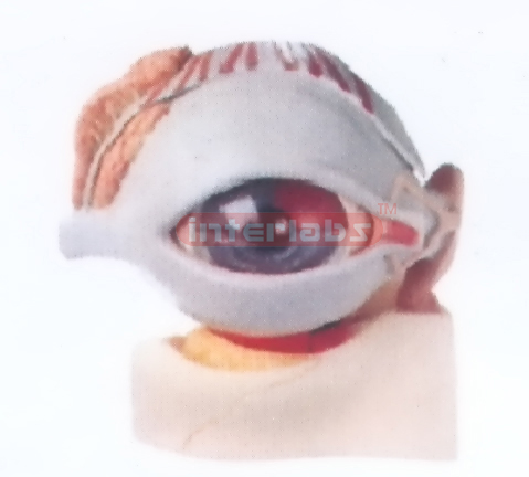 INDO-TYPE EYEBALL MODEL